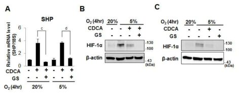 Guggulsterone에 의한 HIF-1a 단백질 감소