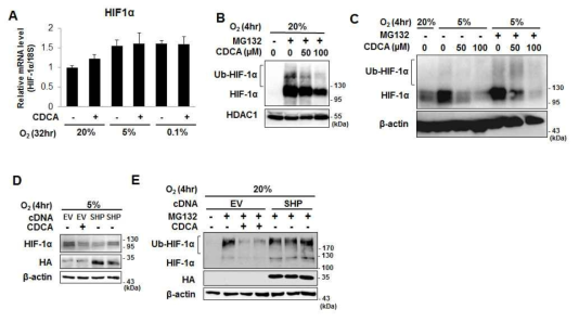 CDCA에 의한 HIF-1a 단백질 감소기전