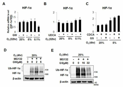 GW4064, UDCA, Guggulsterone에 의한 HIF-1a 단백질 감소기전