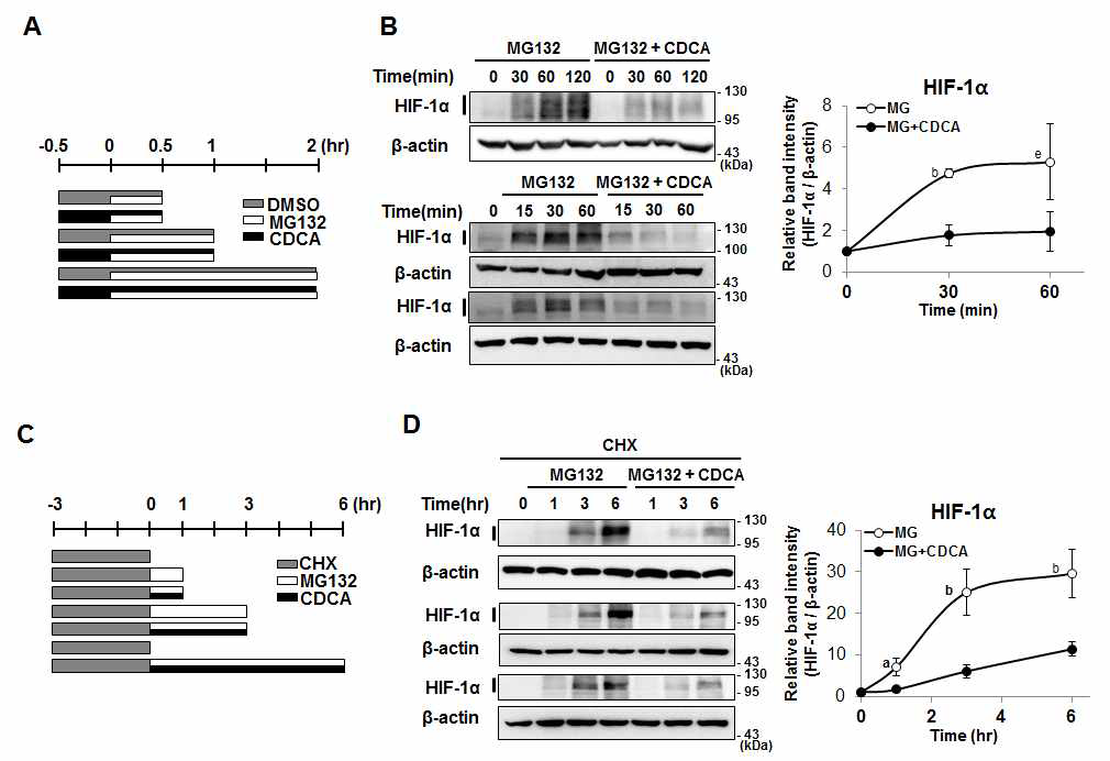 CDCA에 의한 HIF-1a 단백질 생성 억제