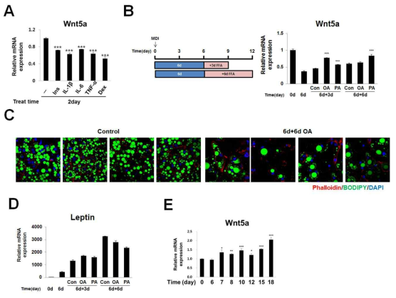 사이토카인과 유리지방산 처리에 의한 Wnt5a 발현 변화
