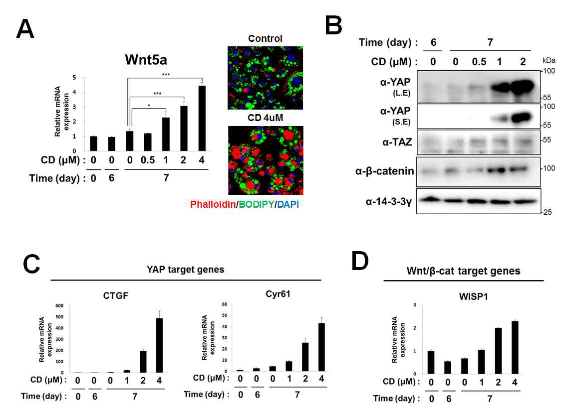 Cytochalasin D와 세포 골격