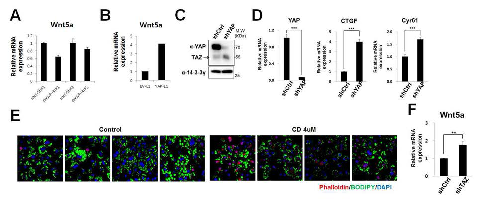 YAP/TAZ 신호와 Wnt5a 발현