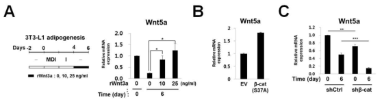 Wnt/b-catenin 신호와 Wnt5a 발현