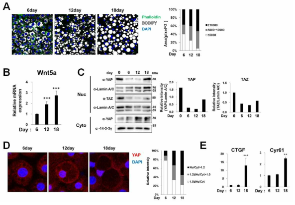장기 지방분화에 의한 세포 크기 증가 및 YAP 발현 변화