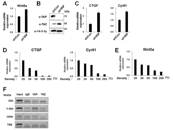 YAP과 Wnt5a 발현