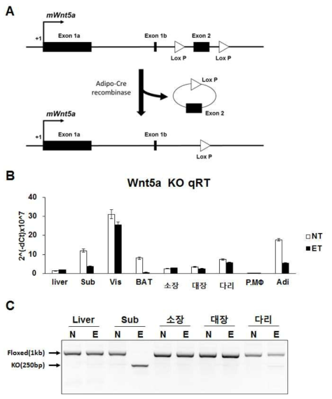 지방조직 특이적 Wnt5a 결손 마우스 제작