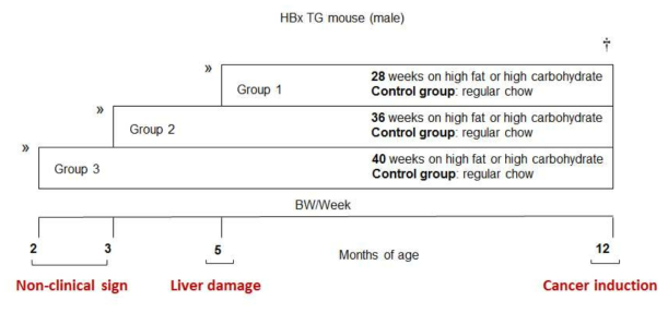 HBx 마우스에 고지방, 고탄수화물 식이 먹이는 실험 디자인