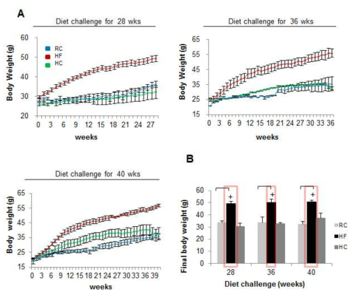 HBx 마우스의 고지방, 고탄수화물 식이섭취에 의한 몸무게 변화