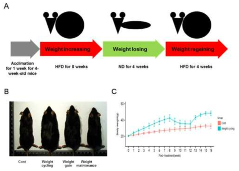 Weight regain 실험 디자인(A), weight regain 몸무게 변화(B, C)