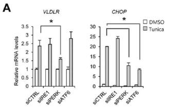 PERK signaling pathway에 의해 VLDLR 증가
