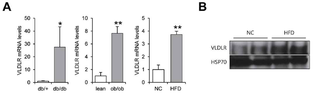 비만 모델 동물에서 VLDLR 발현