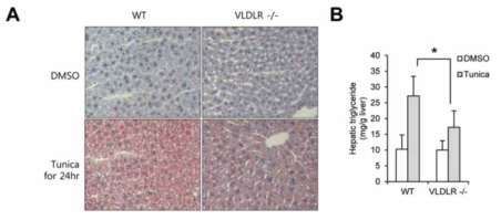 VLDLR KO에서 ER stress 유도 후 지방간 현상 확인