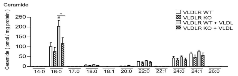 VLDLR KO 마우스의 대식세포에서 ceramide 의 변화 관찰