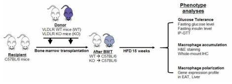 조혈모세포 특이적 VLDLR KO 마우스 제작 모식도