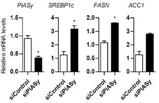 PIASy 발현억제에 의한 de novo lipogenesis