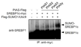 PIASy의 SREBP1c sumoylation 유도