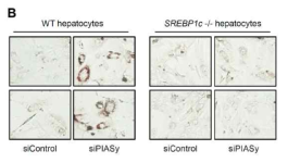 SREBP1c KO 마우스에서 PIASy 발현억제에 의한 지방 축적 확인