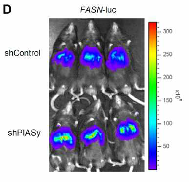 PIASy 발현 억제시킨 마우스의 In vivo image