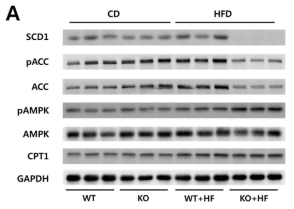 AHNAK KO 마우스의 간에서 AMPK pathway 관련 단백질 발현 확인