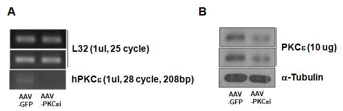 PKC epsilon siRNA AAV에 의한 PKC epsilon의 knockdown.