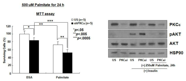 PKC epsilon siRNA 아데노바이러스 처리 후 PKC epsilon의 knockdown 효과 검증.