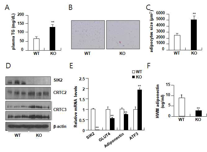 SIK2 knockout mouse의 adipogenesis에의 영향성 연구.
