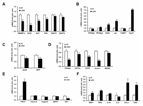 PRMT1 liver-specific knockout mouse의 지방대사에 관한 연구.
