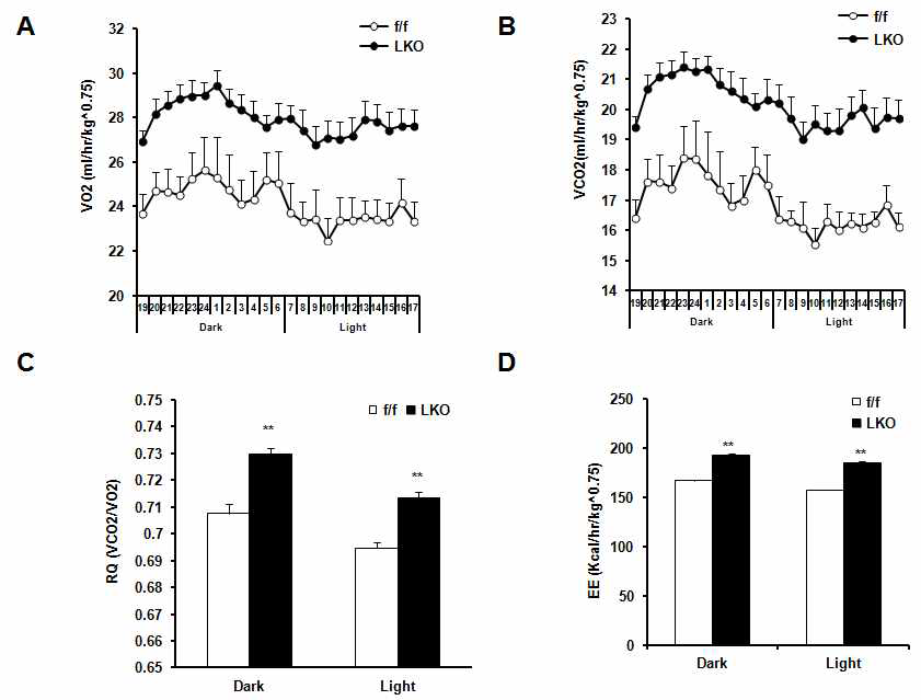 PRMT1 liver-specific knockout mouse의 지방대사에 관한 연구.