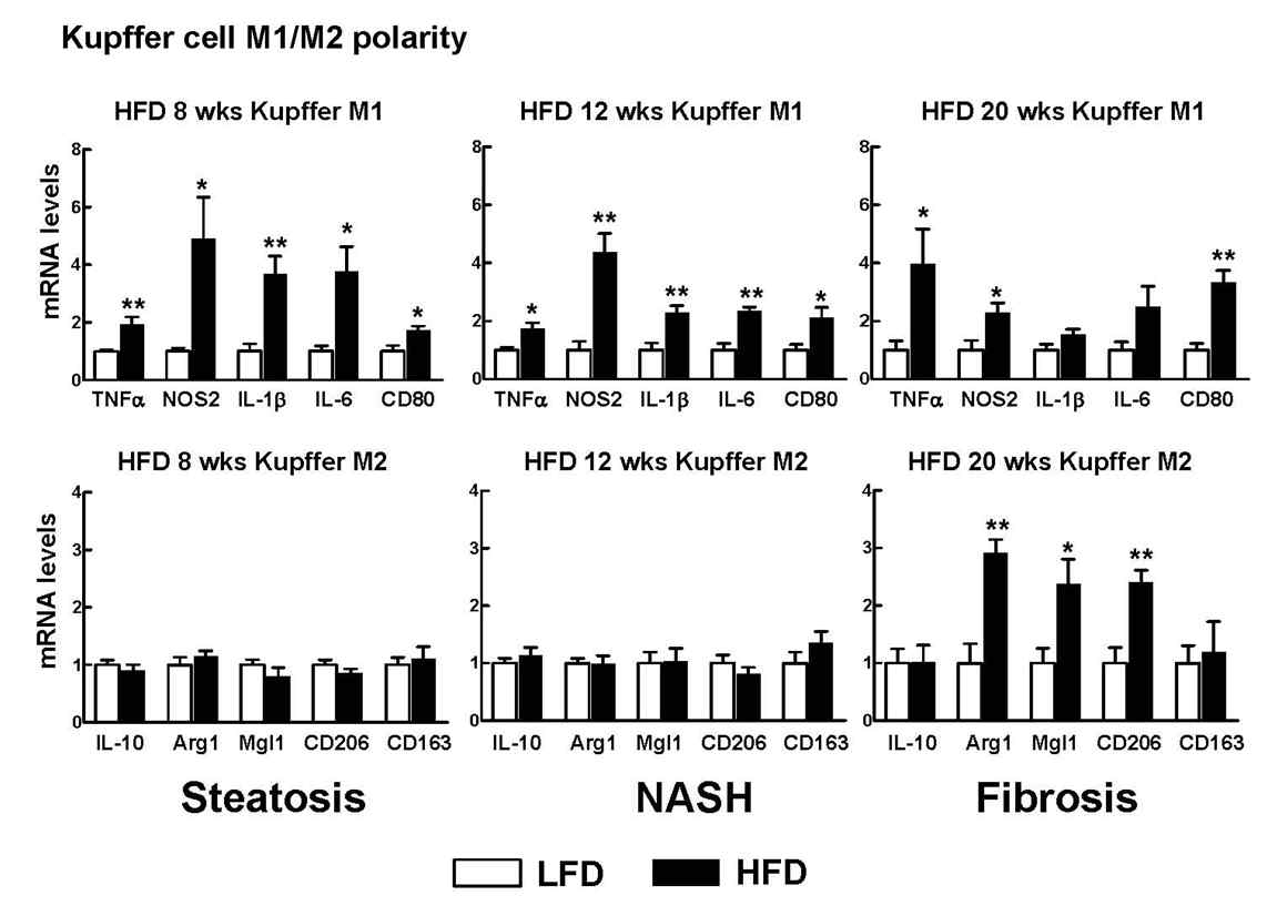 HFD 동물 모델에서 시기별 Kupffer cell의 M1, M2 marker mRNA 변화