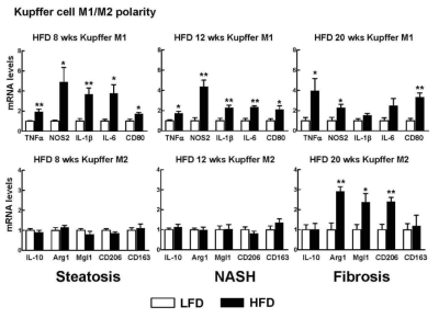 HFD 동물 모델에서 시기별 Kupffer cell의 M1, M2 marker mRNA 변화