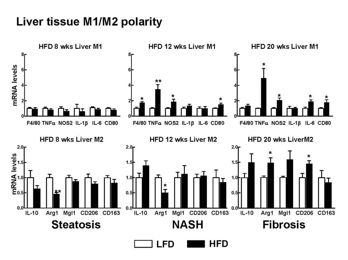 HFD 동물 모델에서 시기별 liver tissue의 M1, M2 marker mRNA 변화