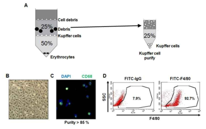 Kupffer cell의 분리와 효율 check