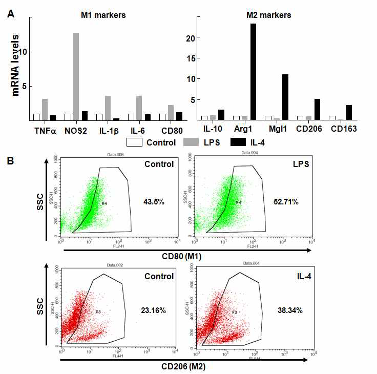 LPS, IL-4를 이용한 Kupffer cell M1, M2 활성화