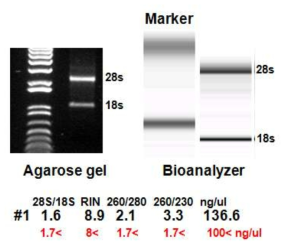 LPS, IL-4를 이용한 Kupffer cell M1, M2 활성화