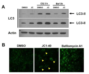 NR1F1의 라인간드 JC1-40의 처리에 의한 autophagy의 활성화