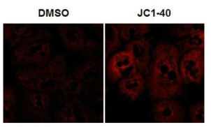 NR1F1의 리간드 JC1-40의 처리에 의한 mitochondria membrane potential의 증가