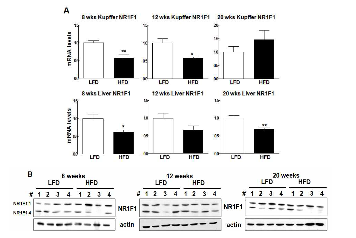 HFD 동물 모델에서 시기별 Kupffer cell과 liver tissue의 NR1F1 mRNA, protein 변화