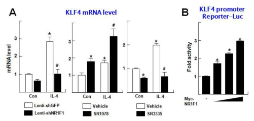 NR1F1에 의한 M2 핵심 조절 인자 KLF4 전사 활성 변화