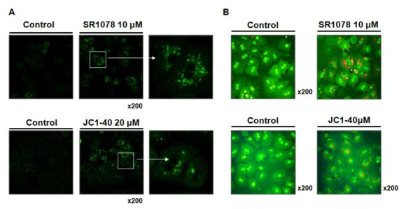 Primary mouse hepatocyte에서 SR1078과 JC1-40 처리에 의한 autophagy의 활성 변화