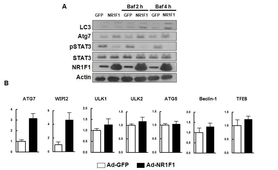 Primary mouse hepatocyte에서 NR1F1에 의한 autophagic pathway 관련 유전자들의 변화