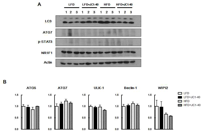 고지방식이로 유도된 NASH 마우스 모델에서 NR1F1 리간드에 의한 autophagy의 활성 및 관련 유전자의 변화