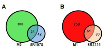 SR1078 처리군과 M2 및 SR3335 처리군과 M1 Kupffer cell의 조절 유전자 벤다이어그램