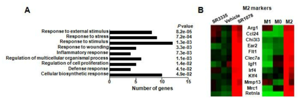 SR1078 처리군과 M2 Kupffer cell의 공통 조절 유전자 biological pathway