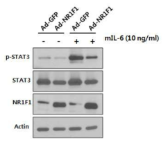 Primary mouse hepatocyte에서 NR1F1에 의한 STAT3의 활성 변화 분석