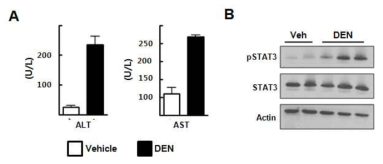 Diethylnitrosamine(DEN)처리 마우스의 간 조직에서 STAT3의 활성 변화