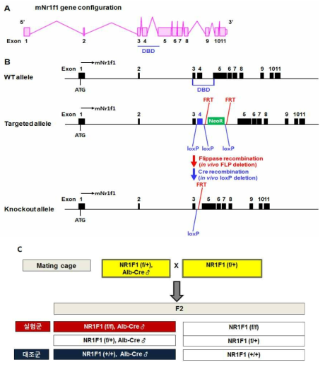 NR1F1 knockout model 전략