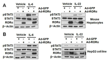 Liver cell에서 NR1F1 과발현에 의한 STAT3의 활성 form level 변화