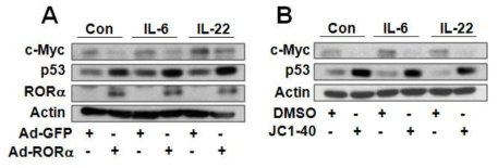 NR1F1 과발현 및 JC1-40에 의한 STAT3 downstream oncogene factors 발현 변화