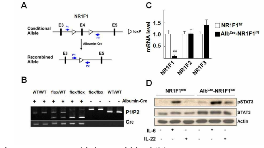 NR1F1 LKO mouse 제작 및 STAT3 인산화 조절 분석